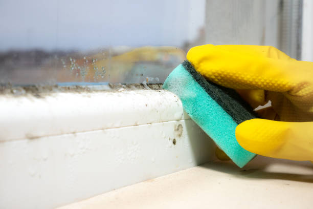 Best Insurance-Related Mold Remediation in Wonder Lake, IL